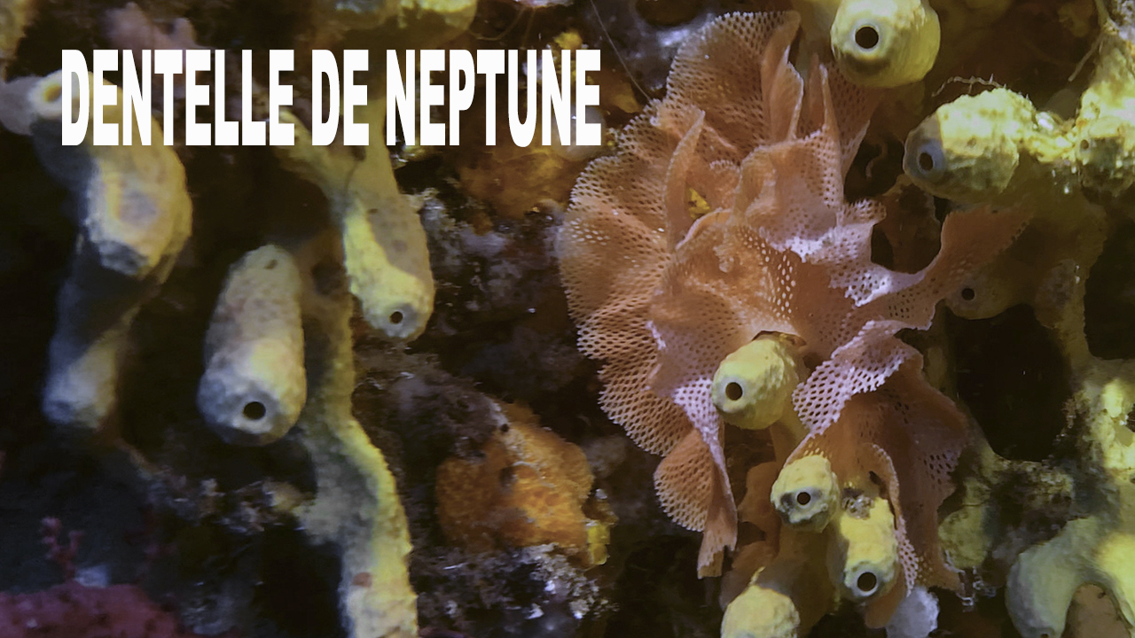 Dentelle de neptune