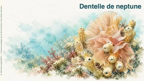 Illustration de Dentelle de neptune