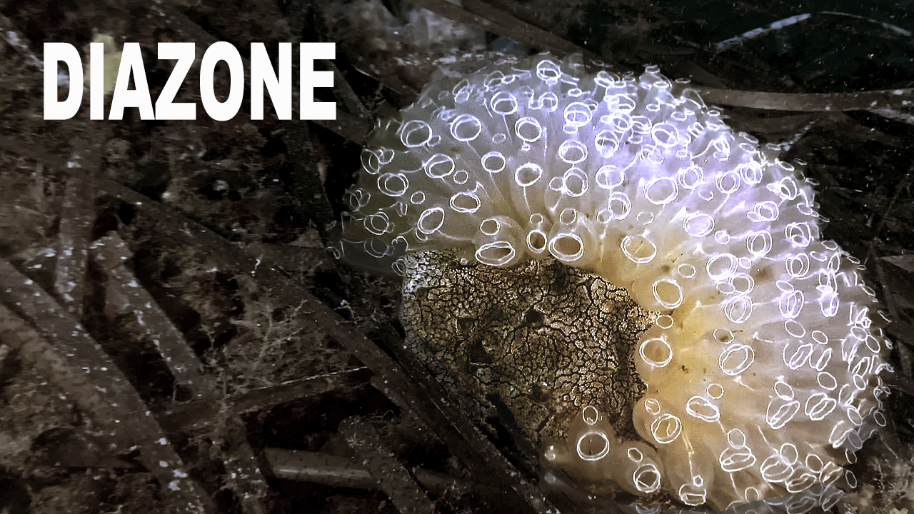 Diazone
