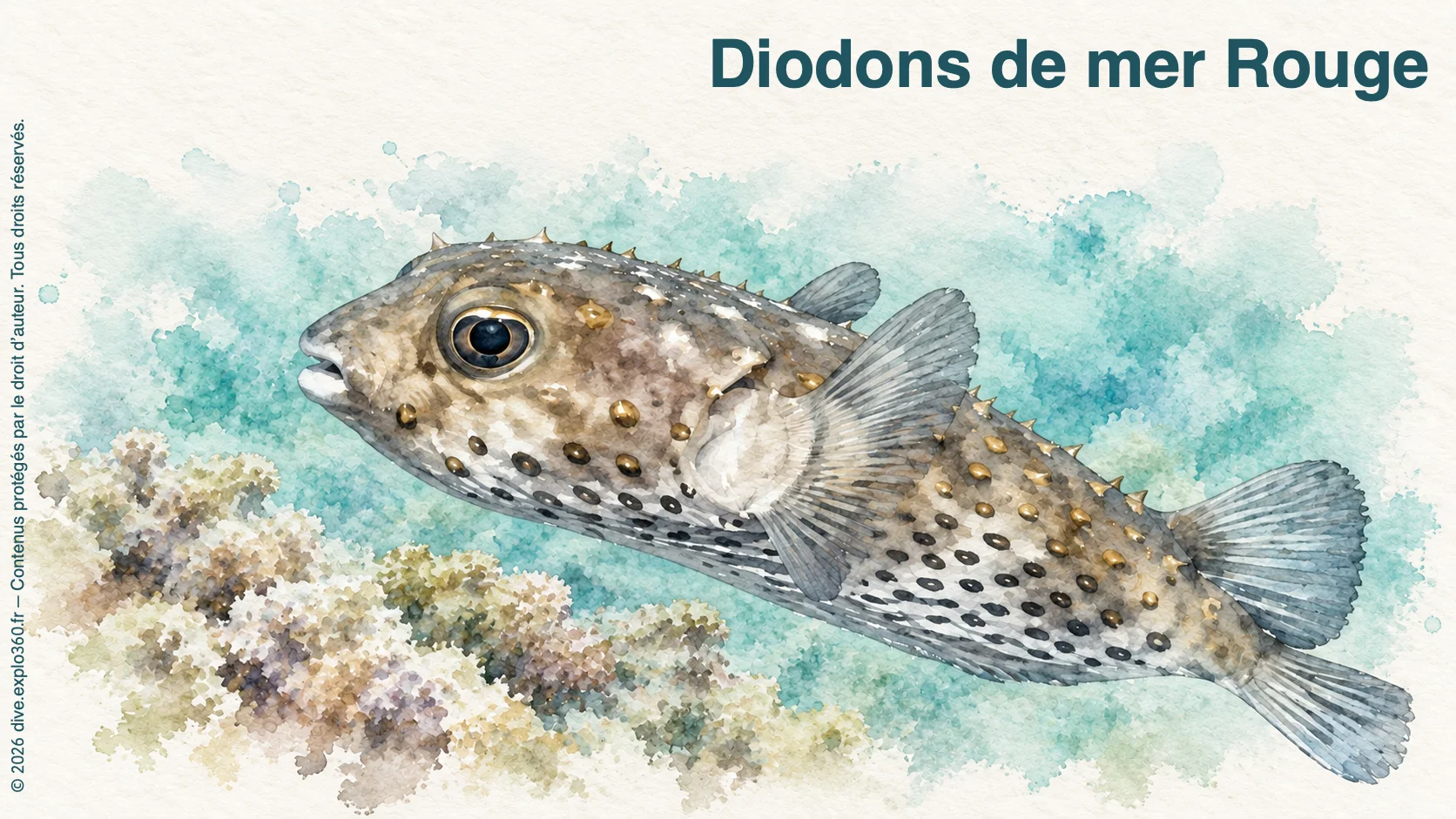 Diodons de mer Rouge