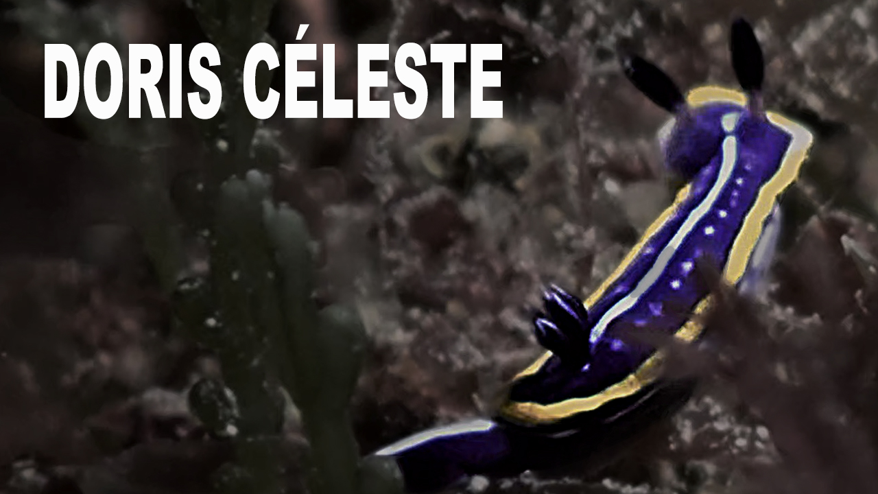 Doris céleste