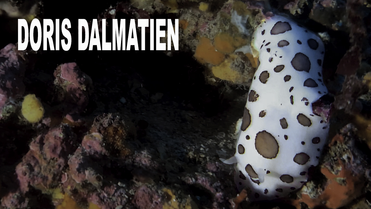 Doris dalmatien