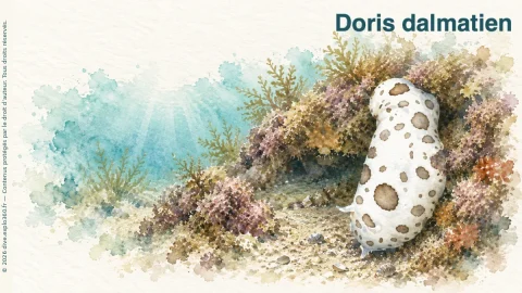 Illustration de Doris dalmatien
