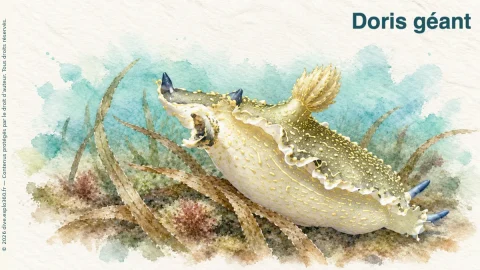 Illustration de Doris géant