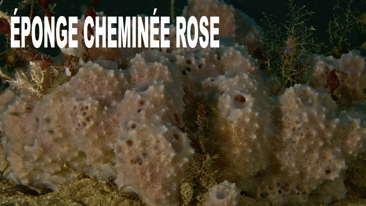 Éponge cheminée rose