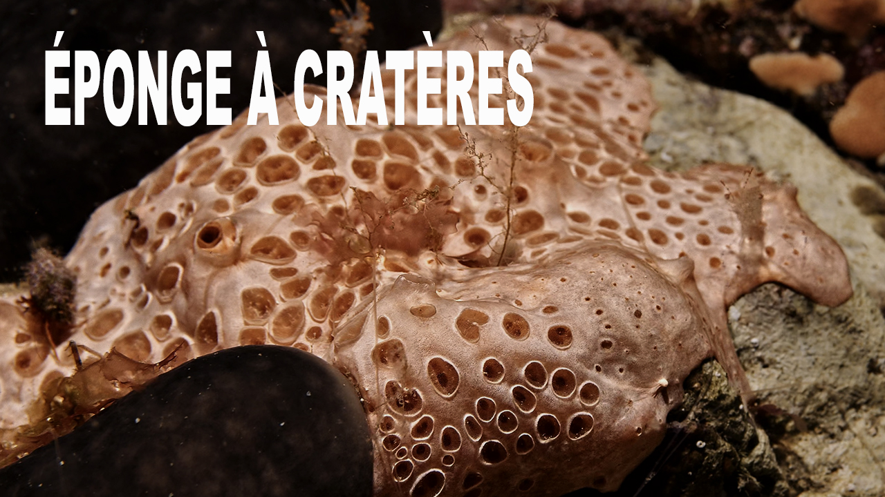 Éponge à cratères