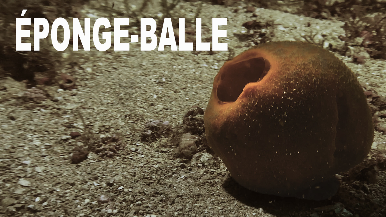 Éponge balle