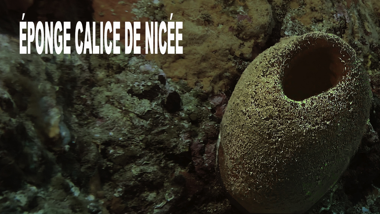 Éponge calice de Nicée