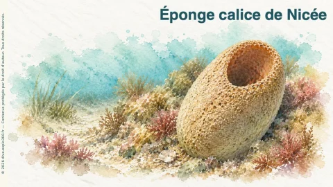 Illustration de Éponge calice de Nicée