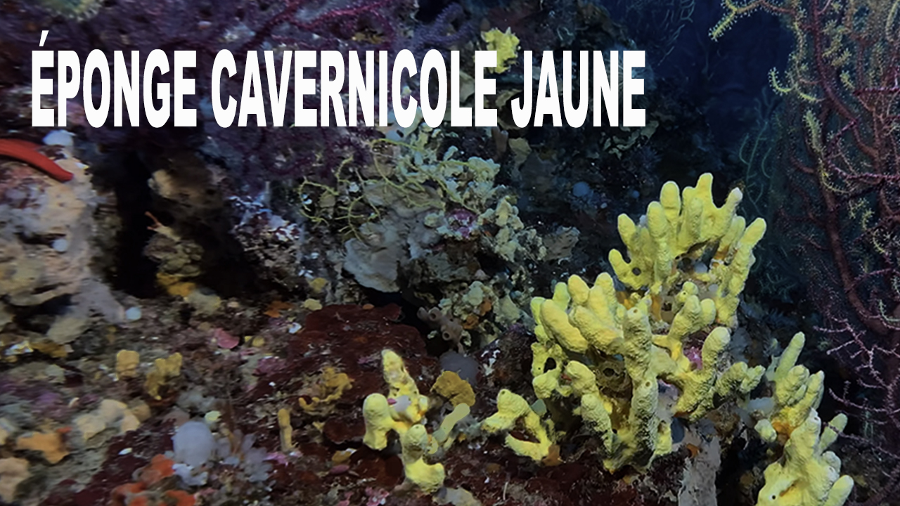 Éponge cavernicole jaune