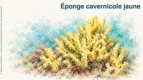 Illustration de Éponge cavernicole jaune