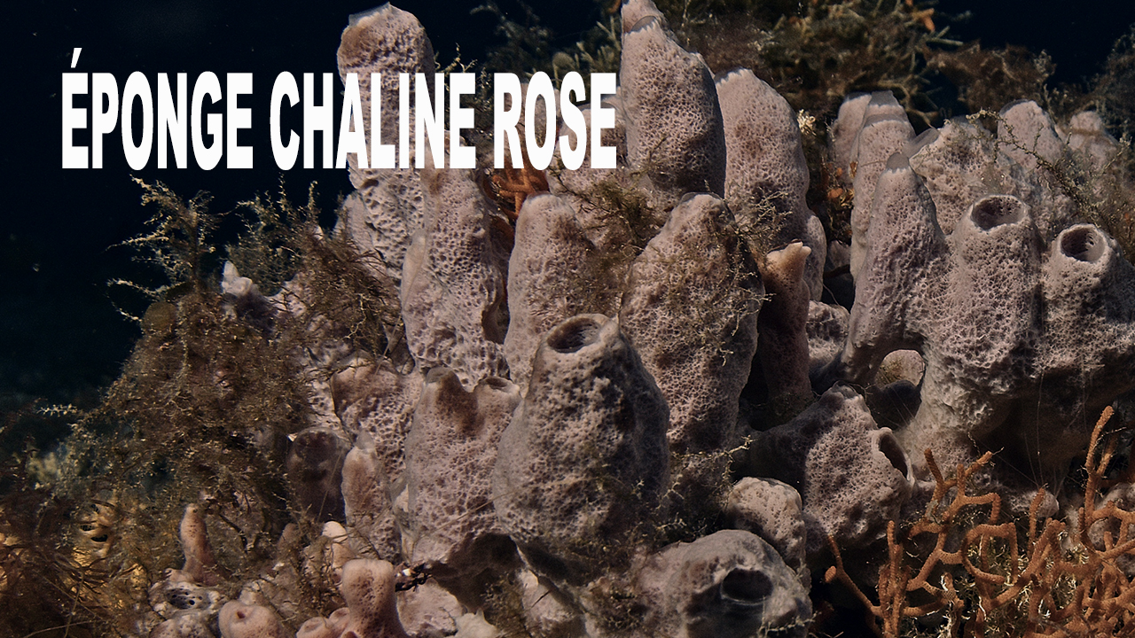 Éponge chaline à cheminées roses