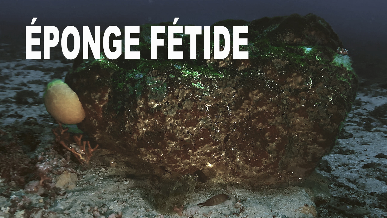 Éponge fétide