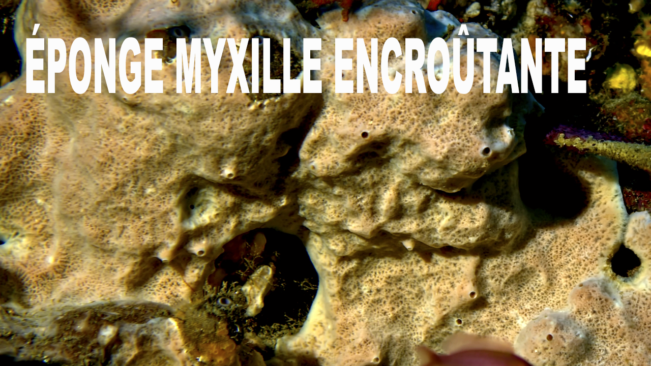 Éponge myxille encroûtante