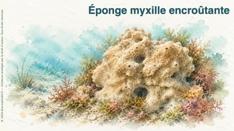 Illustration de Éponge myxille encroûtante
