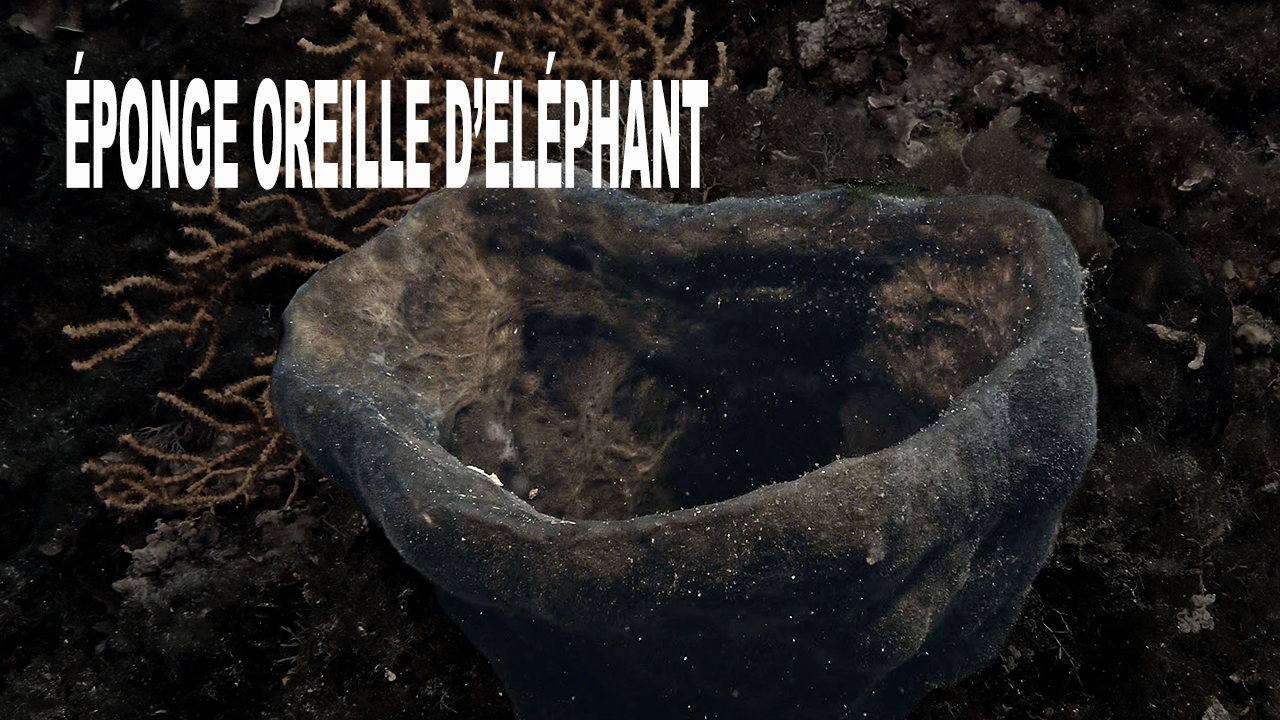 Éponge oreille d'éléphant