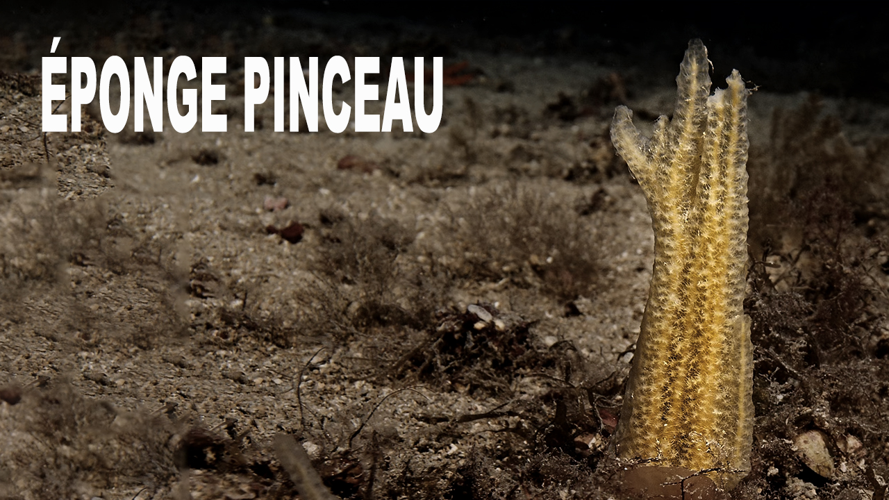 Éponge pinceau