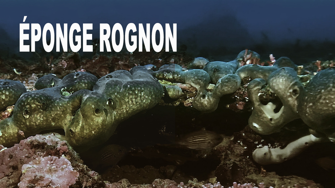 Éponge rognon
