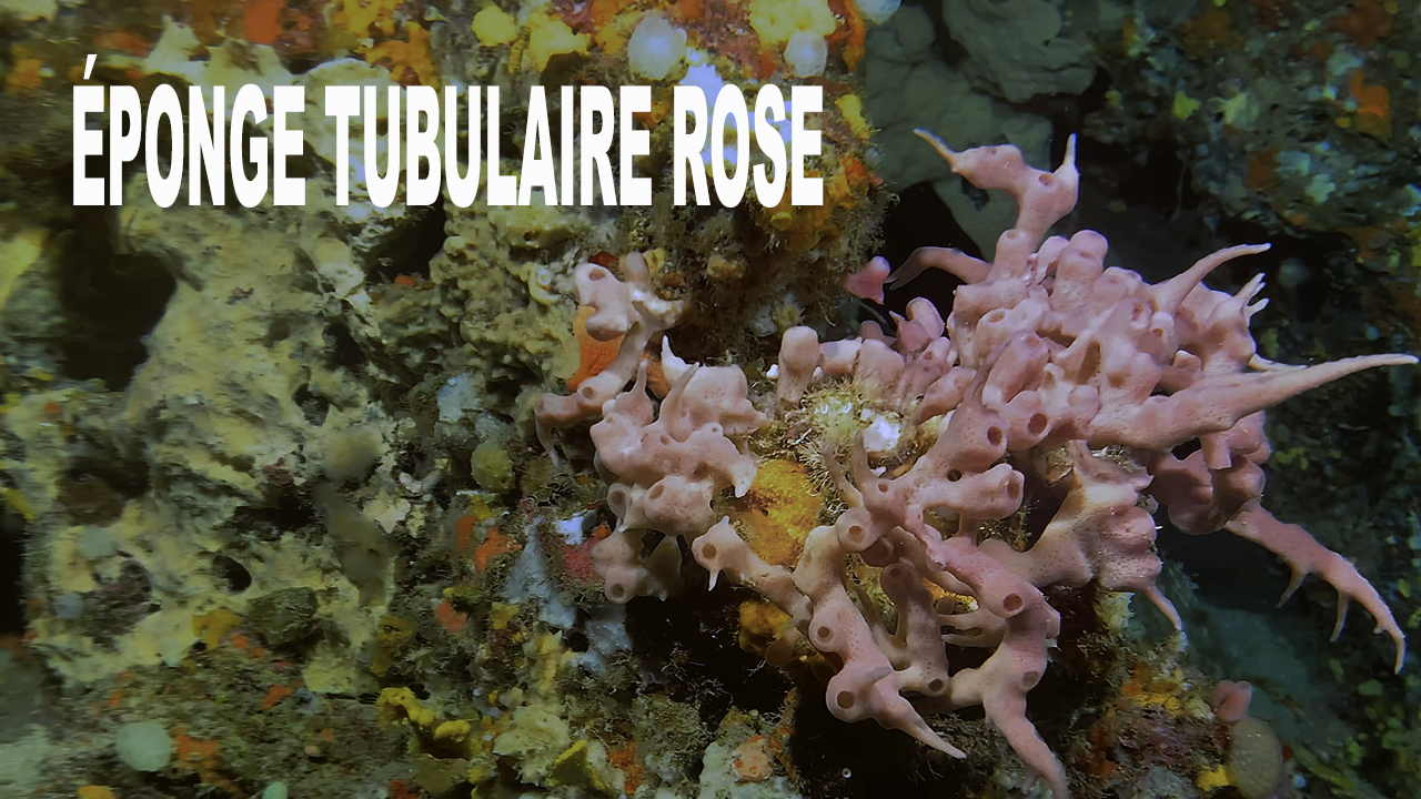 Éponge tubulaire rose