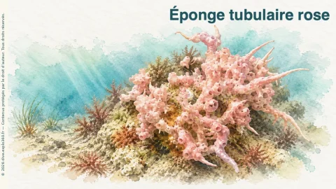 Illustration de Éponge tubulaire rose