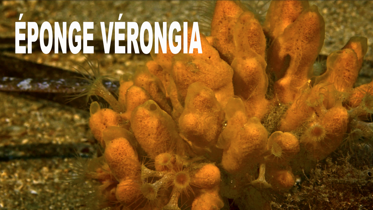 Éponge vérongia
