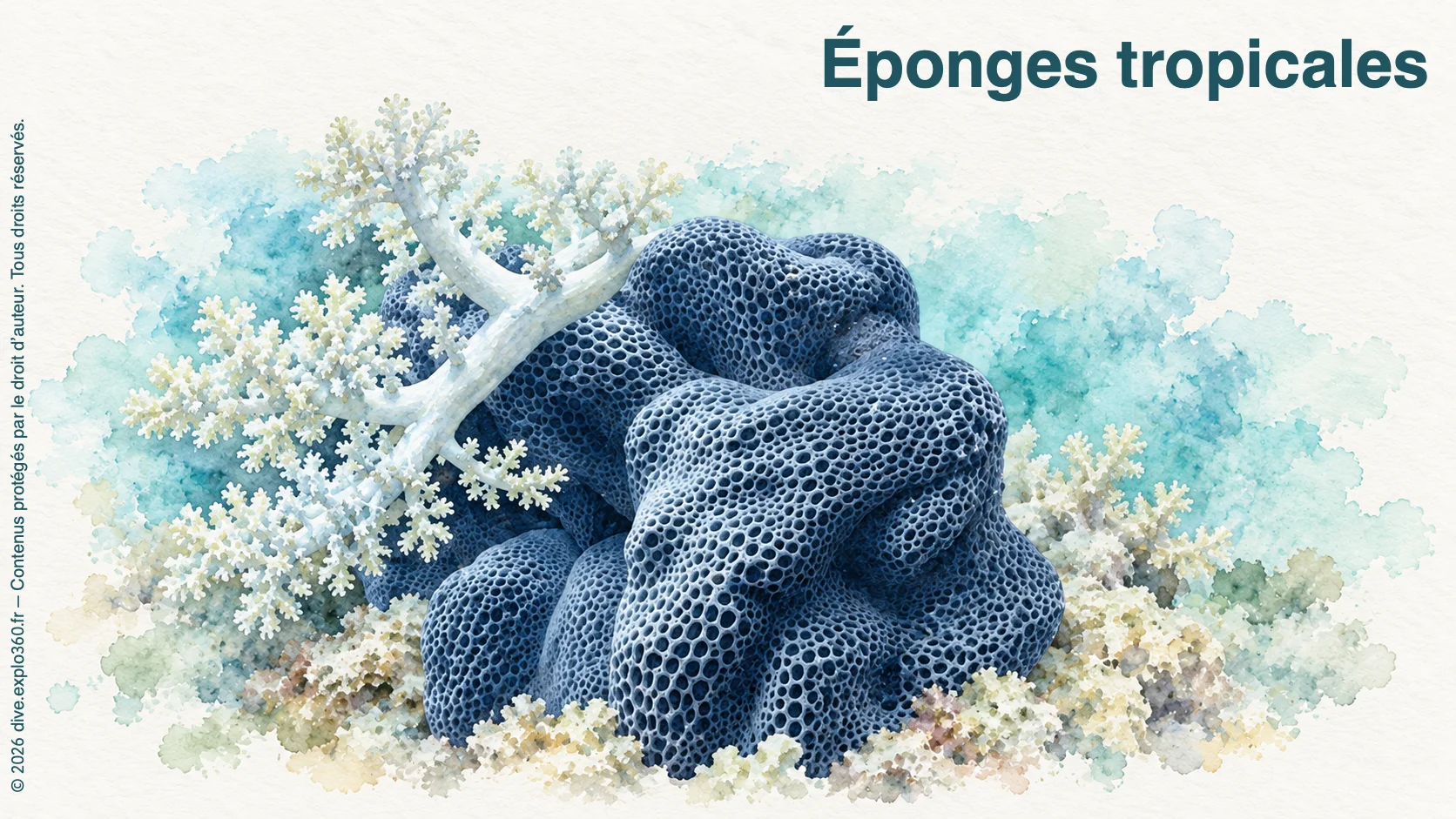Éponges tropicales