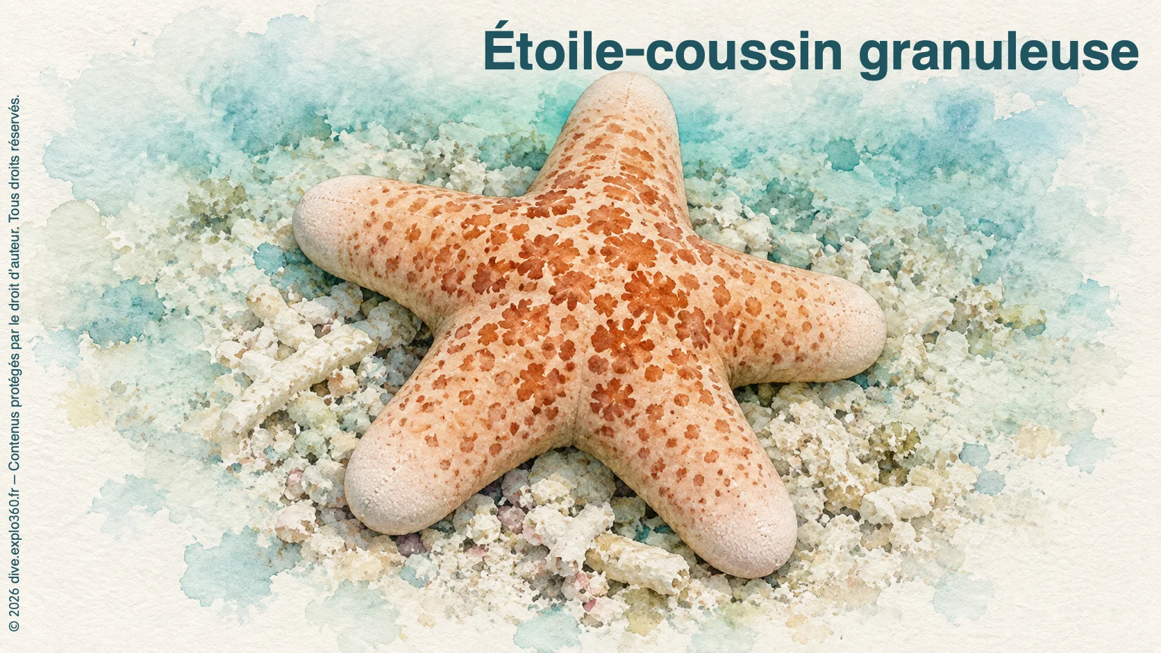 Étoile-coussin granuleuse