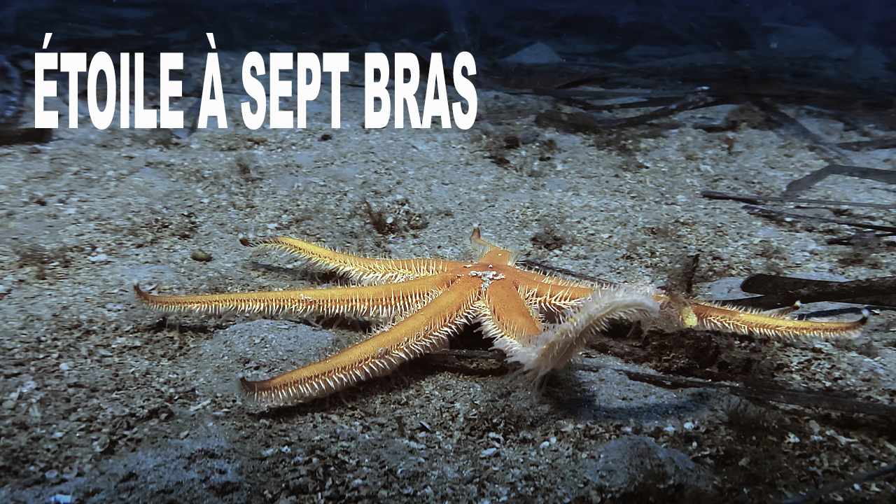 Étoile de mer à sept bras
