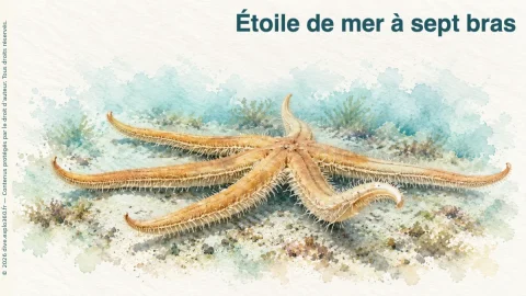 Illustration de Étoile de mer à sept bras