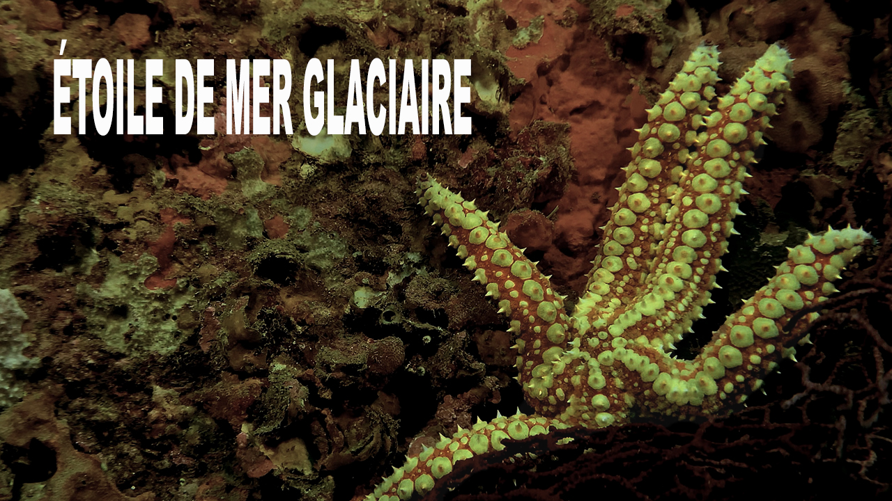 Étoile de mer glaciaire
