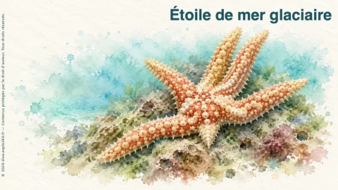 Illustration de Étoile de mer glaciaire