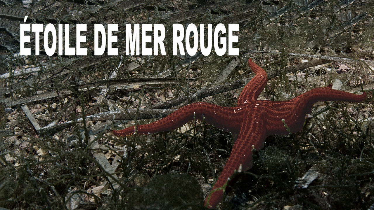 Étoile de mer rouge