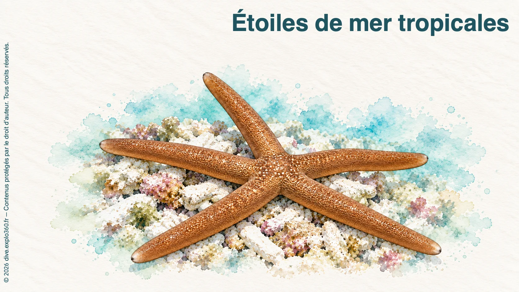 Étoiles de mer tropicales