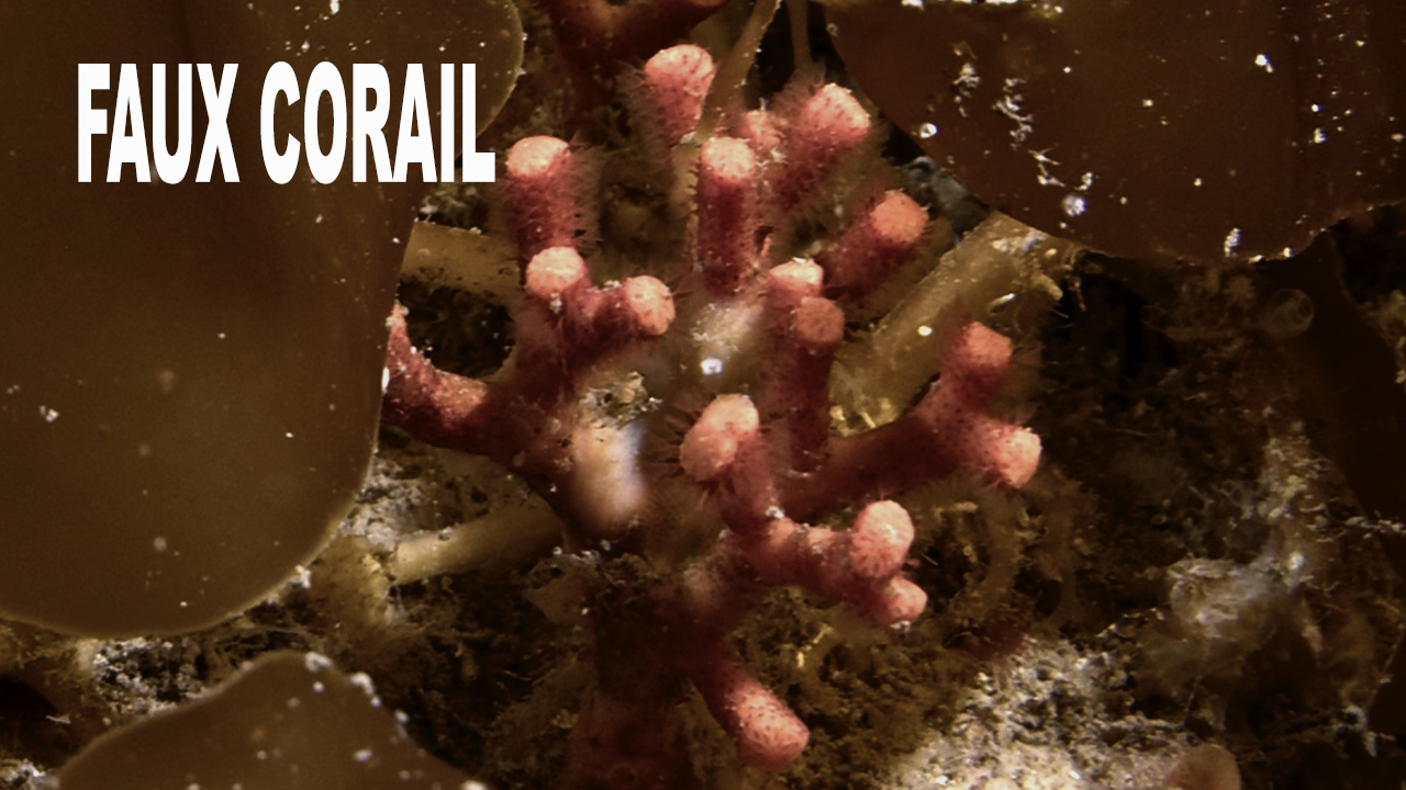 Faux corail