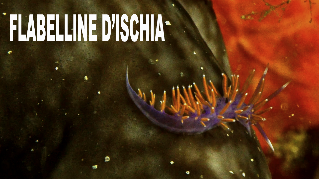 Flabelline dischia