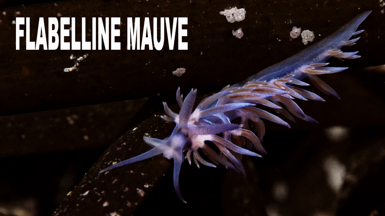 Flabelline mauve