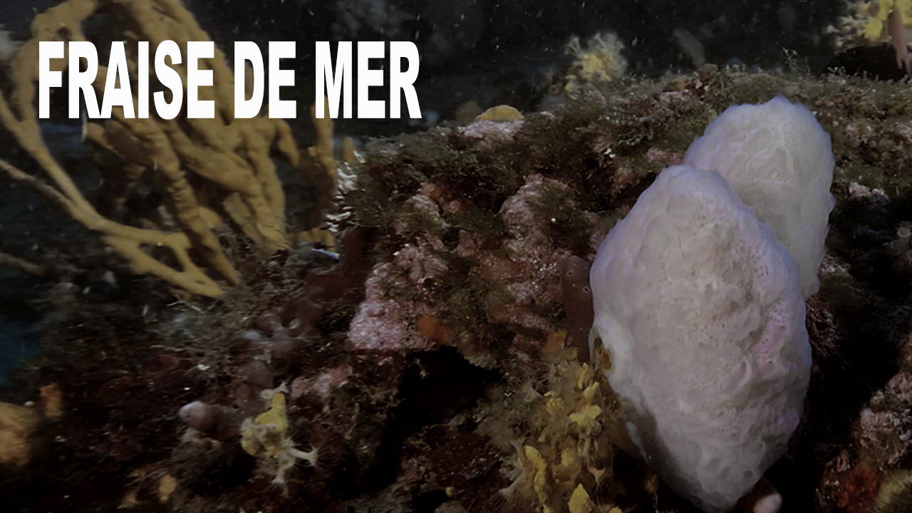 Fraise de mer