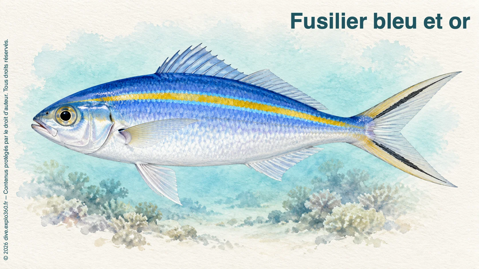 Fusilier bleu et or