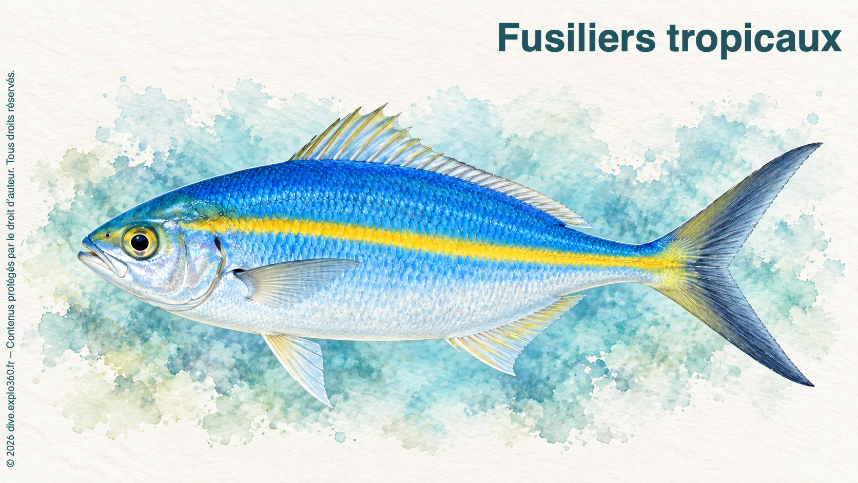Fusiliers tropicaux