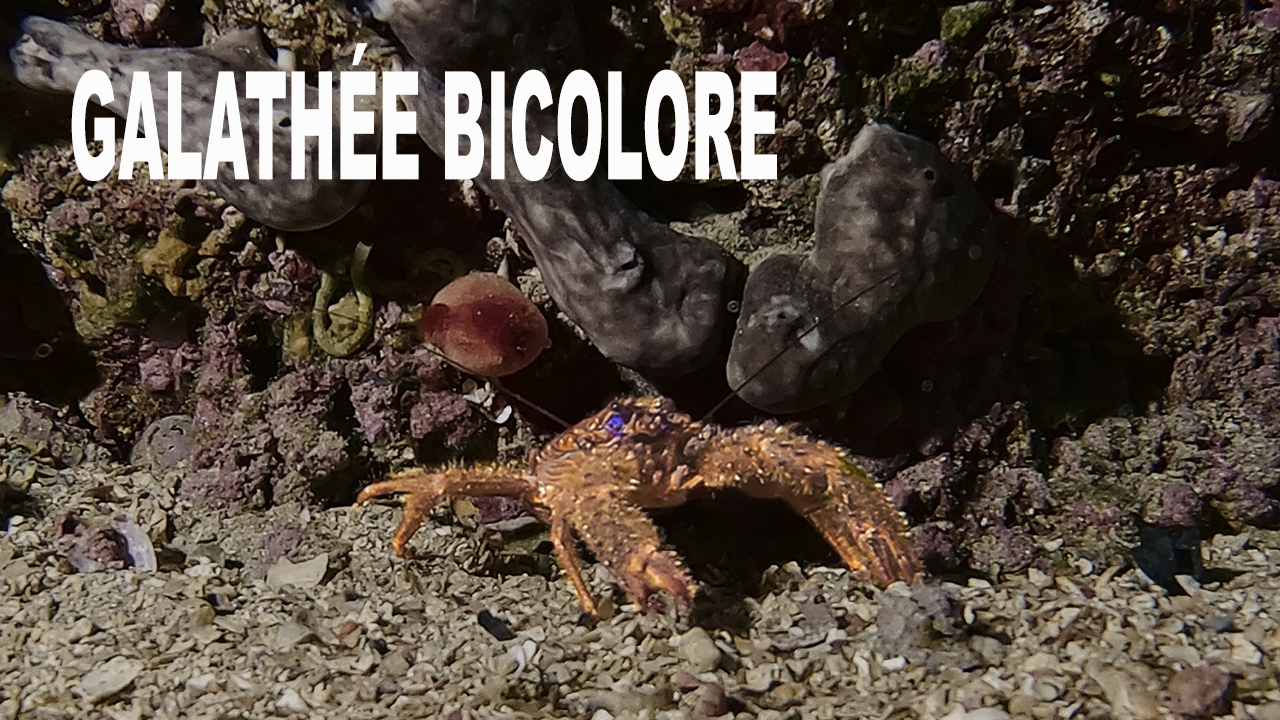 Galathée bicolore