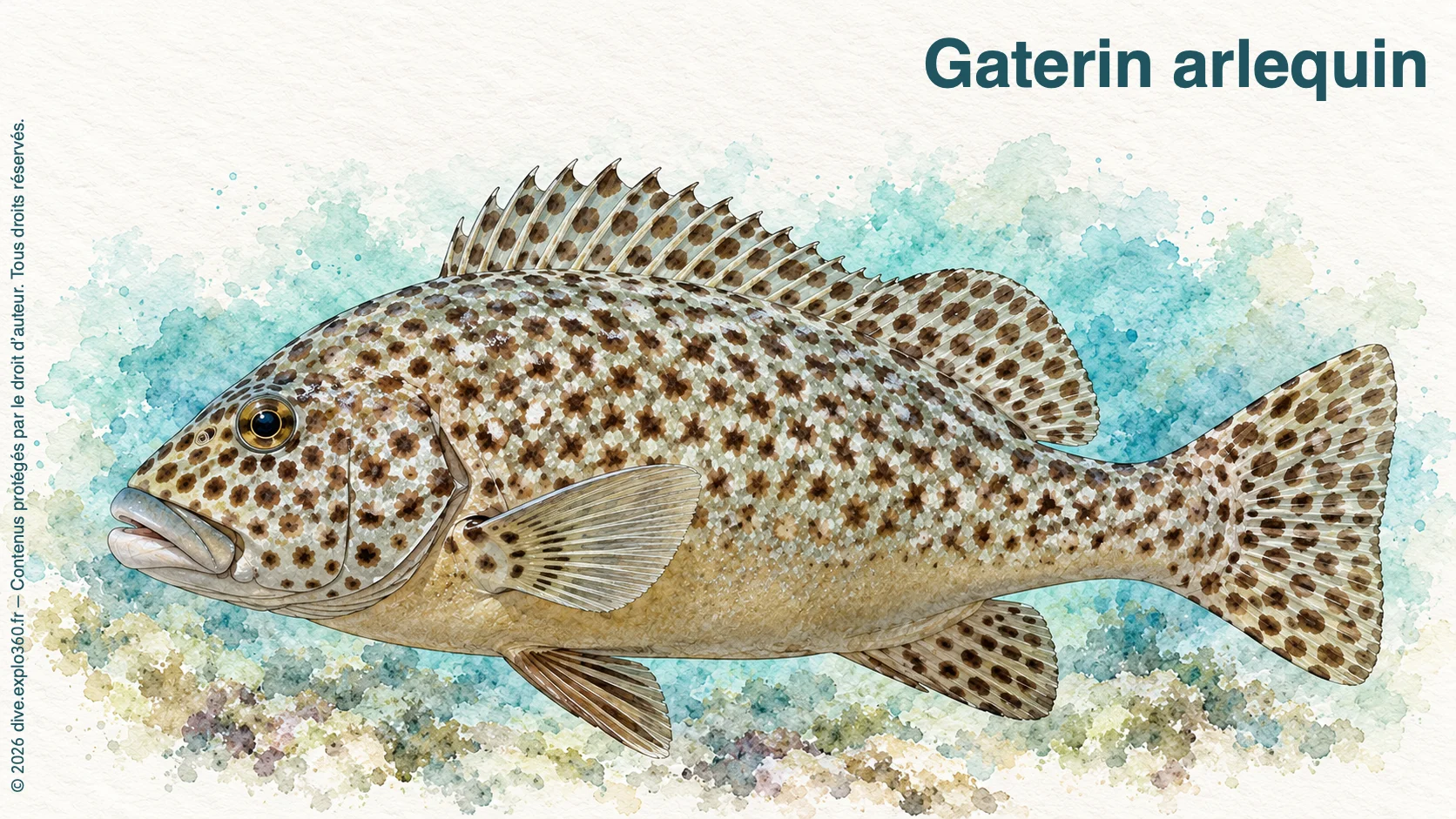 Gaterin arlequin