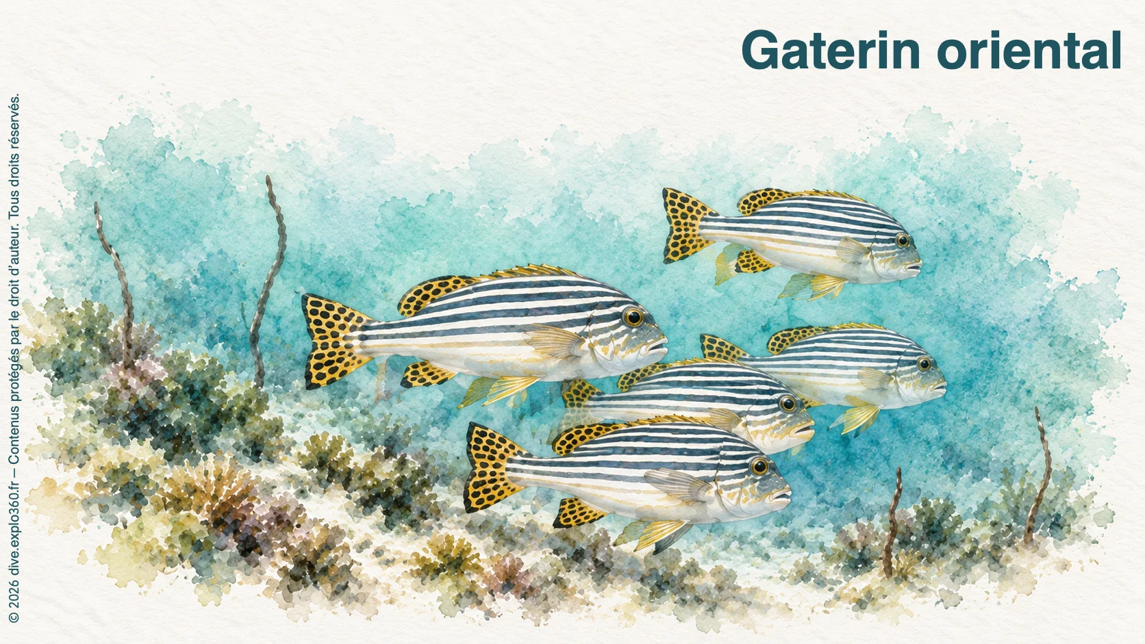 Gaterin oriental