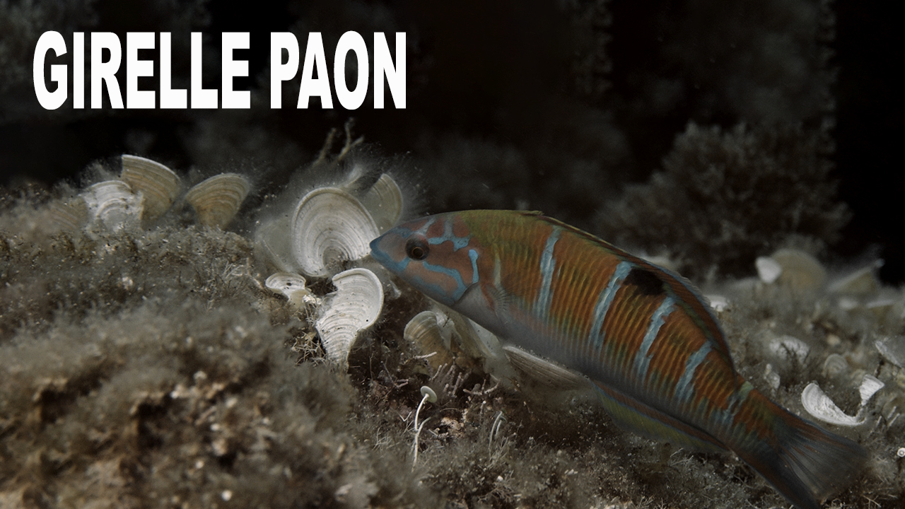 Girelle paon