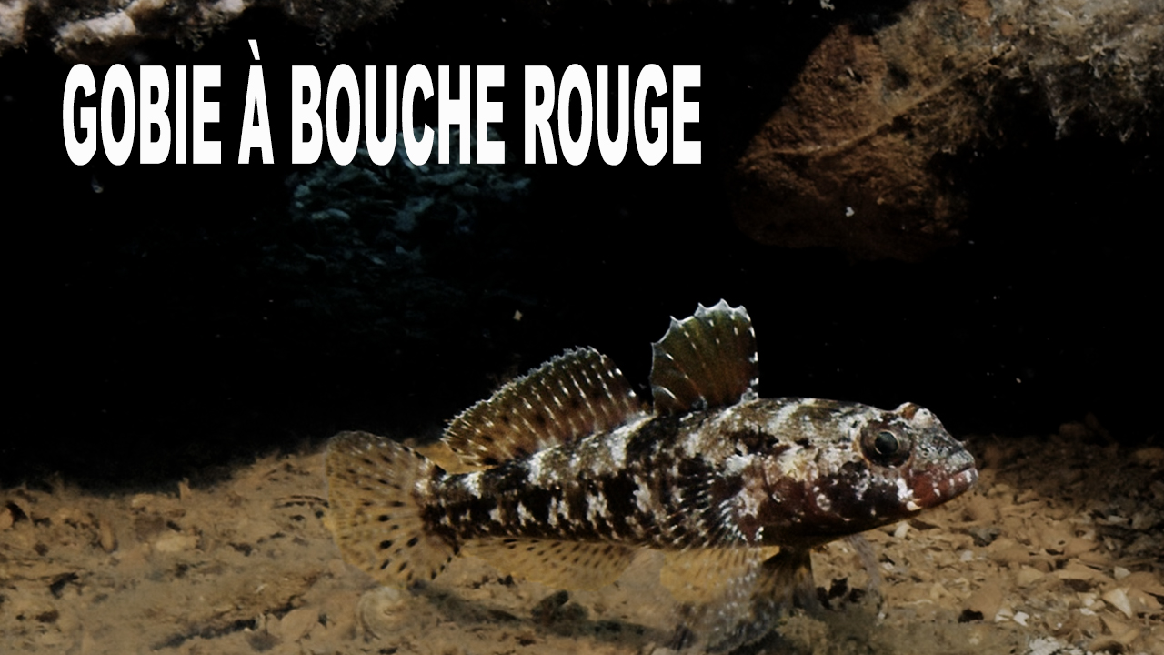 Gobie à bouche rouge