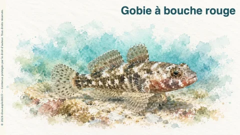 Illustration de Gobie à bouche rouge