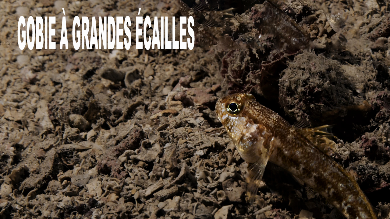 Gobie à grandes écailles