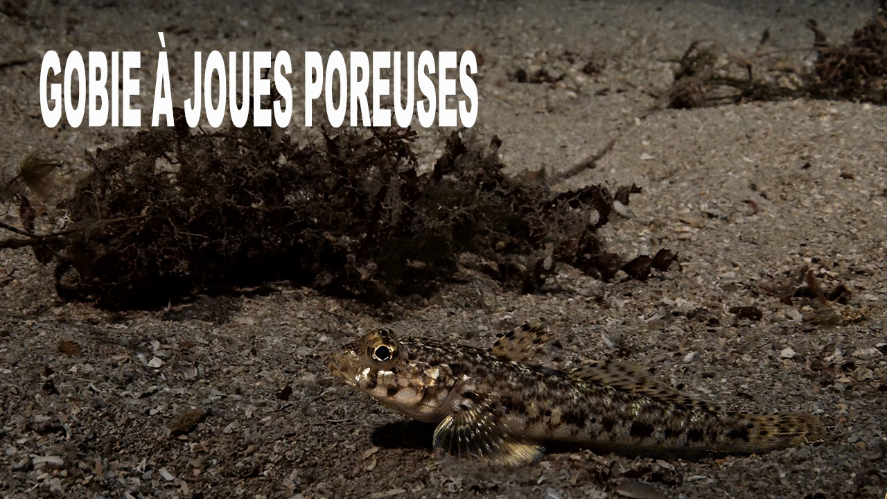 Gobie à joues poreuses