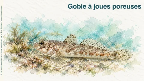Illustration de Gobie à joues poreuses