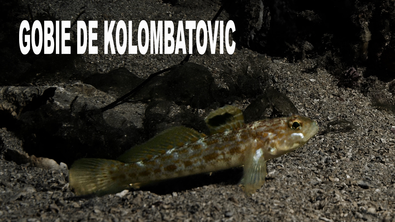 Gobie de kolombatovic