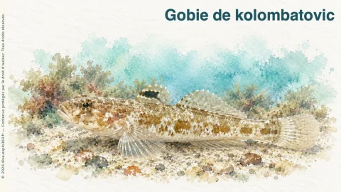 Illustration de Gobie de kolombatovic
